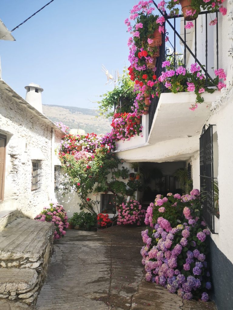 Geranios en una bonita calle de las Alpujarras. Podrás verlos gracias a la excursión a las Alpujarras desde Granada.