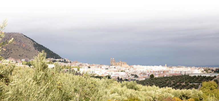 visita almazara tradicional
