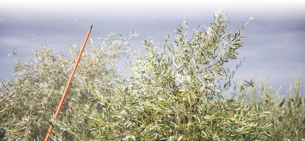 visita almazara tradicional